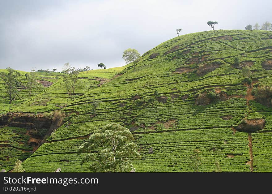 Photo of tea plantation in Ceylon. Photo of tea plantation in Ceylon