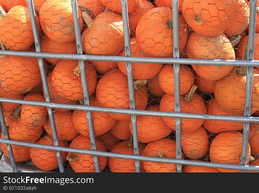 Freshly picked organic pumpkins in a wire bin ready for transport to the farmer's market.