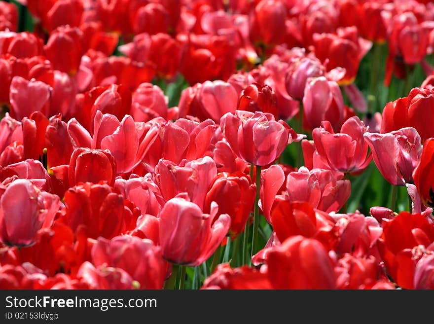 Tulips in Boston Public Garden during spring