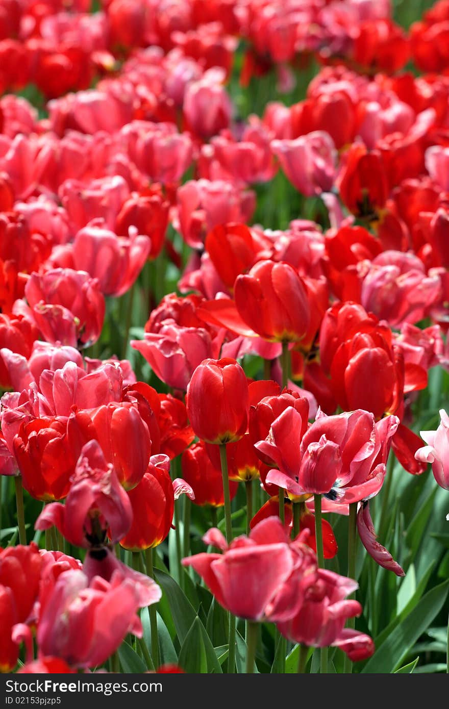 Tulips in Boston Public Garden during spring