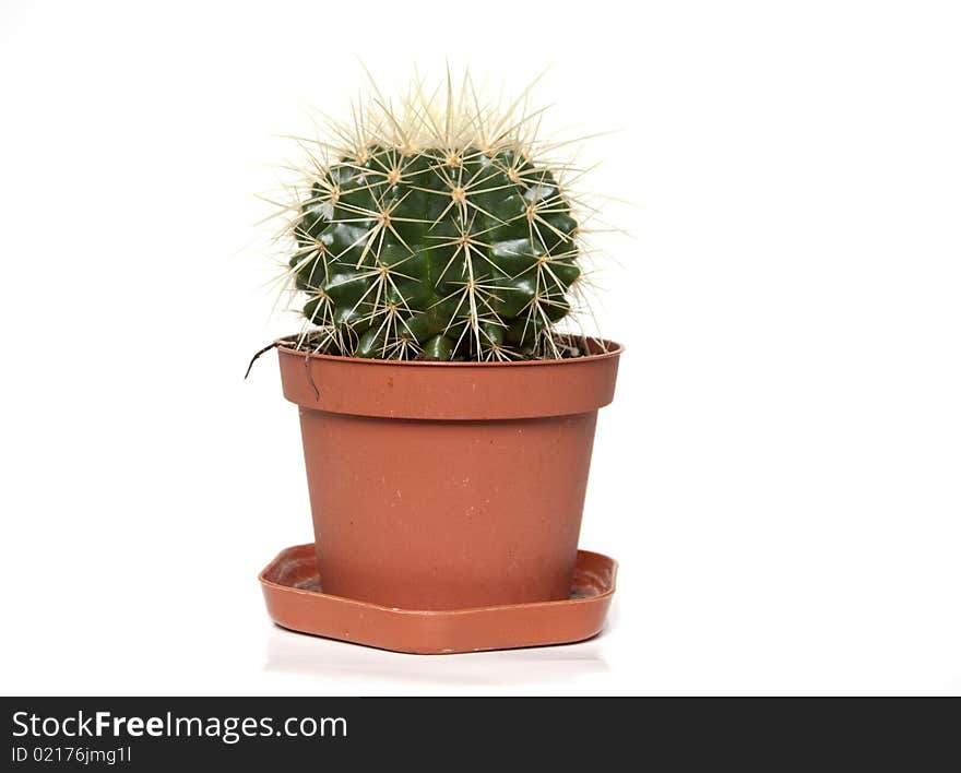 Cactus in pot isolated on white