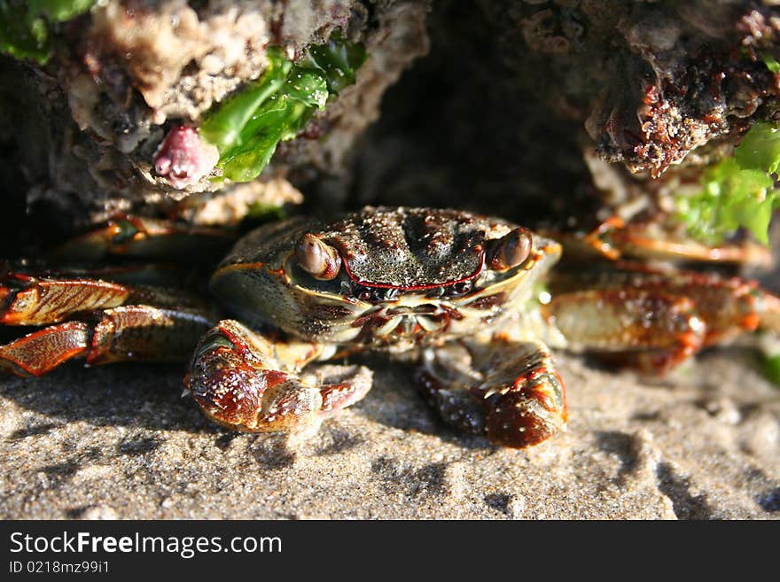 A crab hiding under a rock on a peach. A crab hiding under a rock on a peach