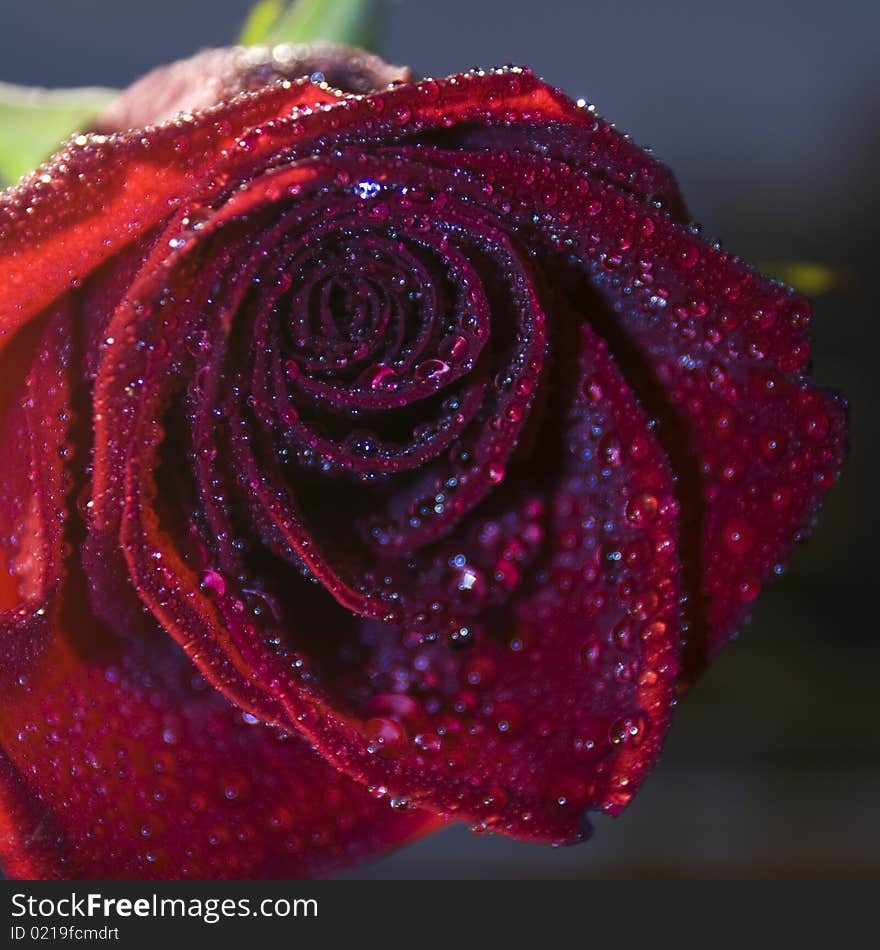 Beautiful macro picture of red rose with blue water drops