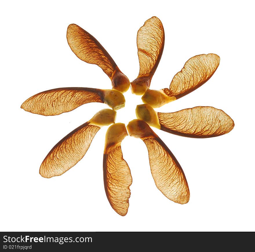 Maple seeds against white background