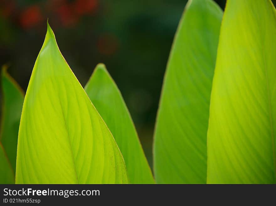 Vibrant Green Leaves