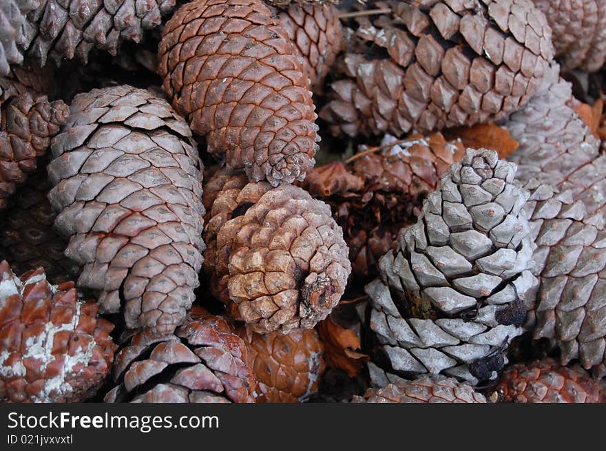 christmas pine cones