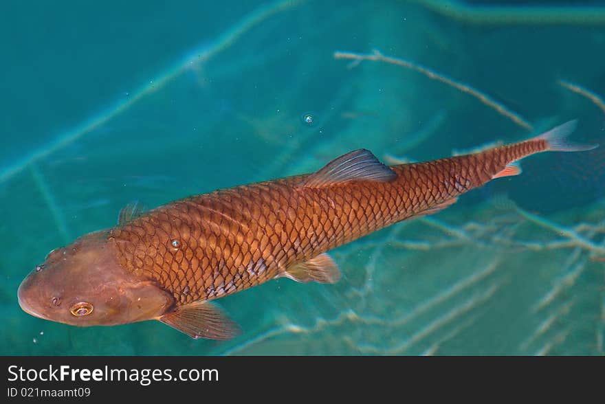 Big fish under water in Plitvice Lakes, Croatia