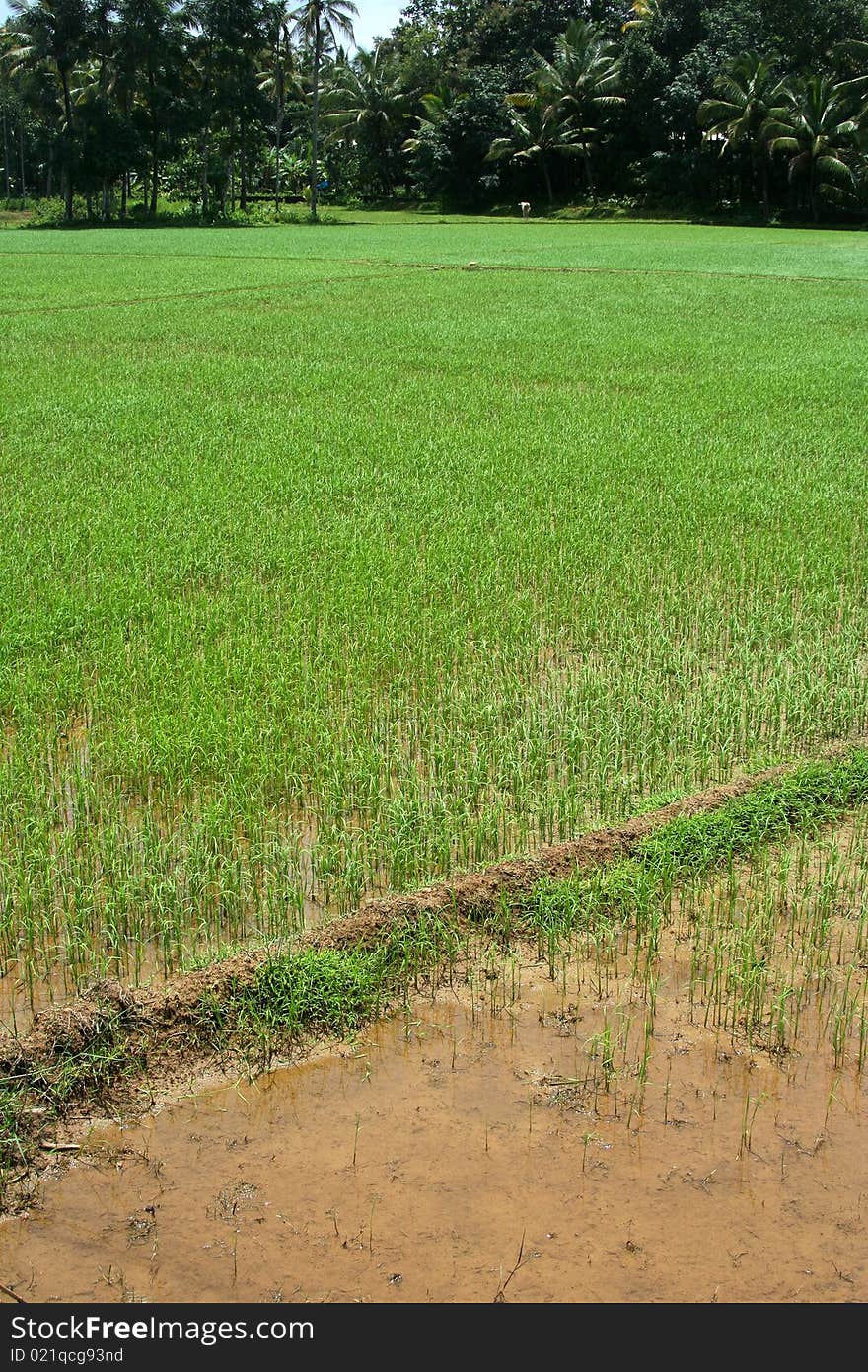 Beautiful greenery of rice fields in Kerala, India