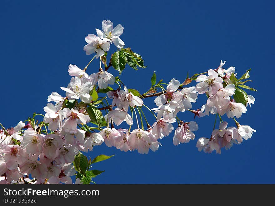 Cherry tree branch blooming with blue sky background. Cherry tree branch blooming with blue sky background.