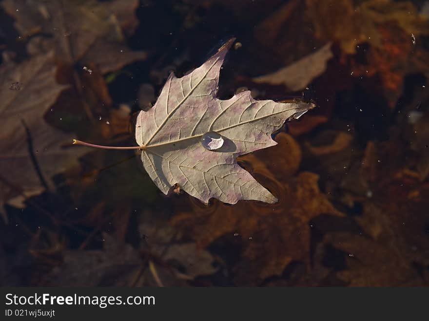 Water drop on a floating leaf