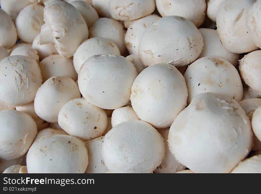 A collection of white champignons