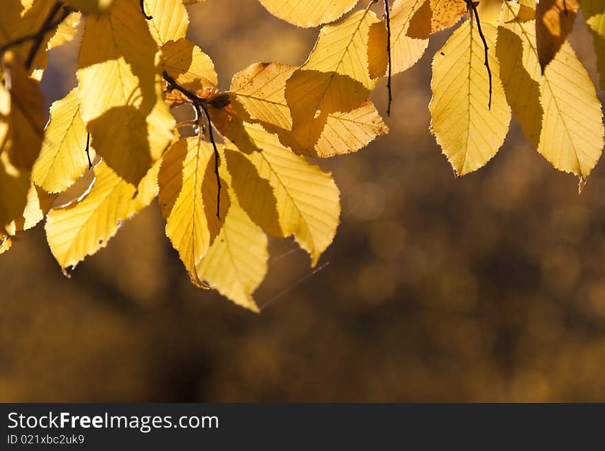 Autumn leaves in bright light