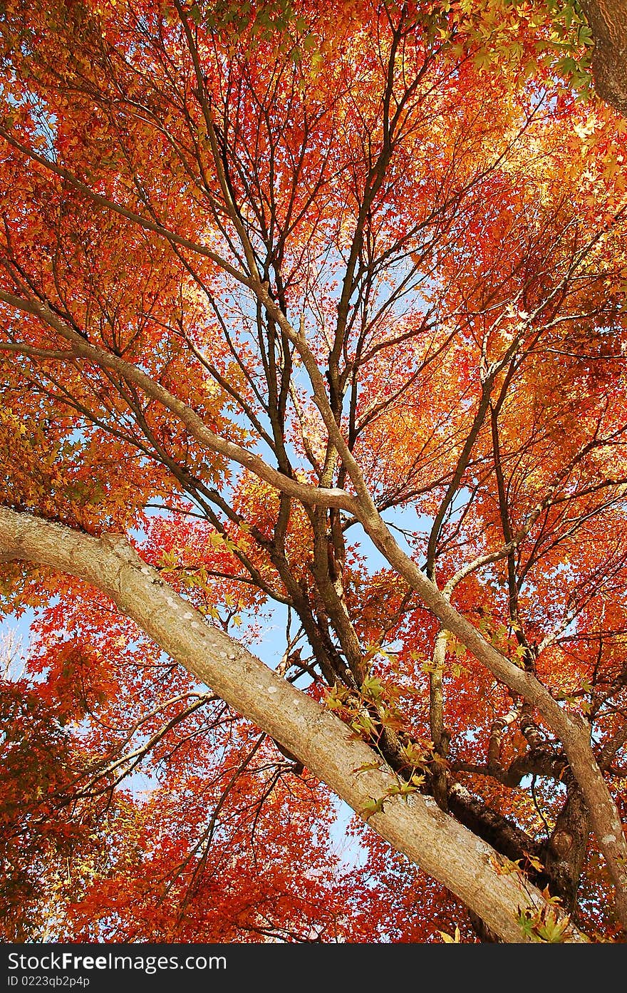 Autumn Tree In Park