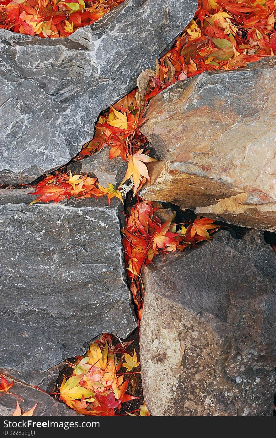 Autumn leaves in rock garden. Autumn leaves in rock garden