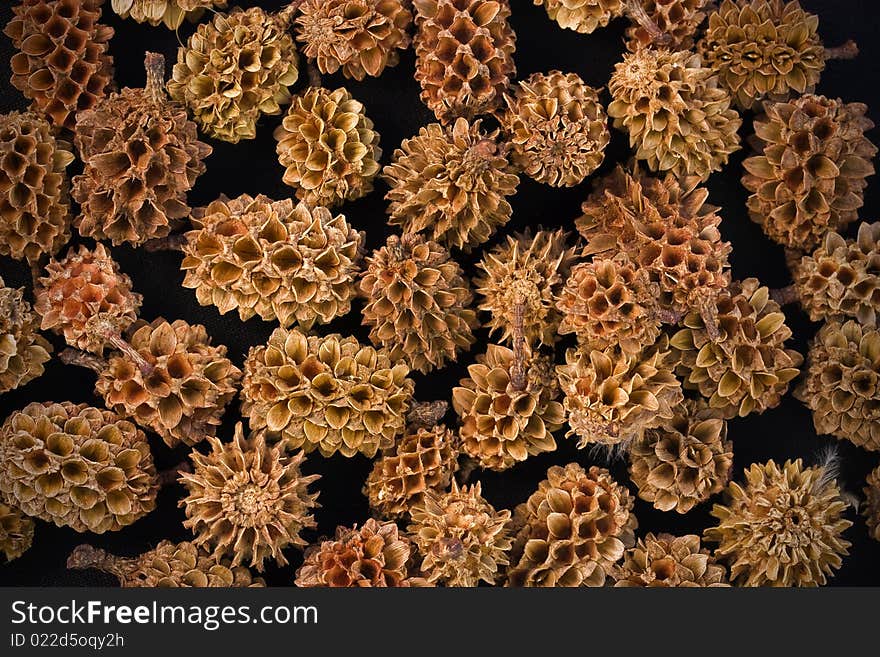 Close-up of seedheads