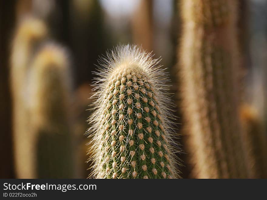 Beautiful cactus shined with a sunlight close-up. Beautiful cactus shined with a sunlight close-up