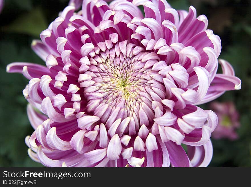 Light red chrysanthemum blooming in dark background.Photo shooted in autumn in China.The flower is one of the most popular flower in China.