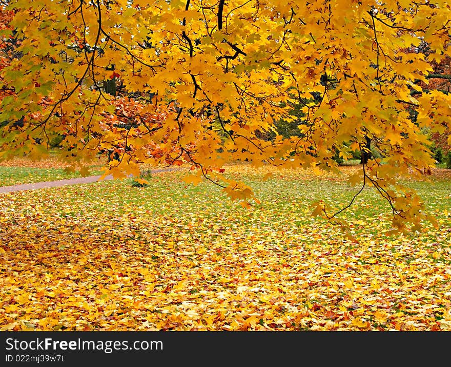 Trees with yellow and red leaves in park, a path and the green grass, filled up by yellow leaves. Trees with yellow and red leaves in park, a path and the green grass, filled up by yellow leaves