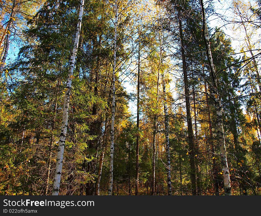 Virgin forest in the solar morning in the beginning of October. Virgin forest in the solar morning in the beginning of October