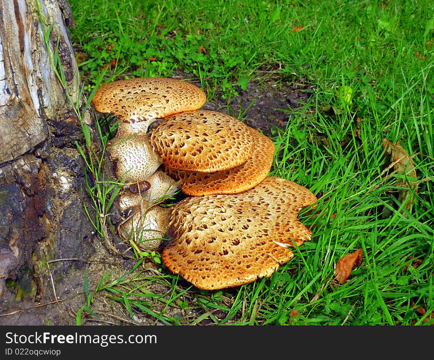 Speckled mushrooms growing on an old tree stump. Speckled mushrooms growing on an old tree stump