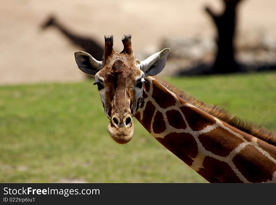 Giraffe closeup with shadow in background