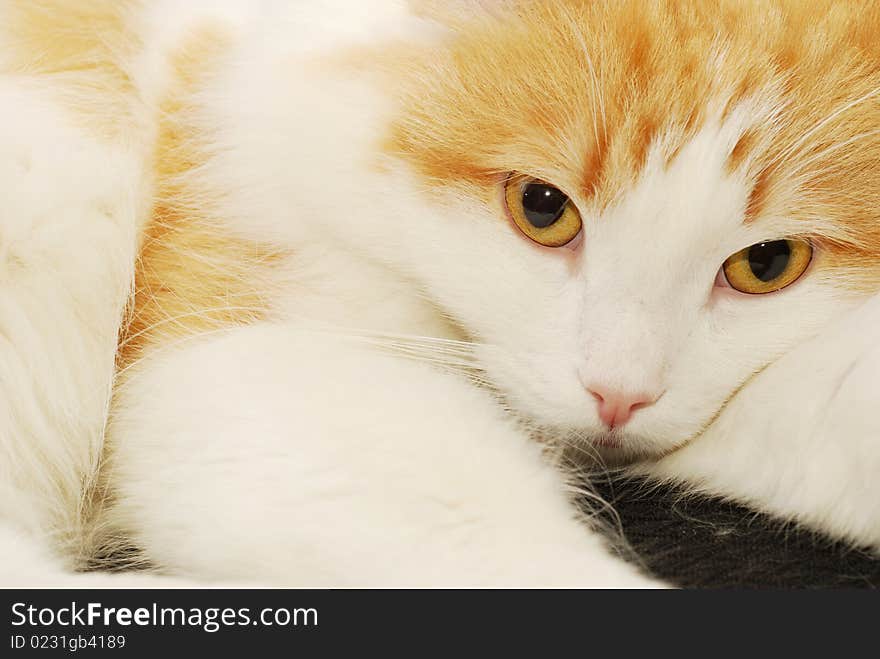 Ginger cat close-up, with rather pensive expression. Ginger cat close-up, with rather pensive expression