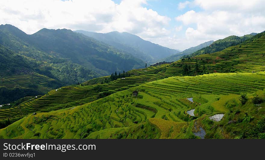 Take from Guizhou province,China.September. Take from Guizhou province,China.September