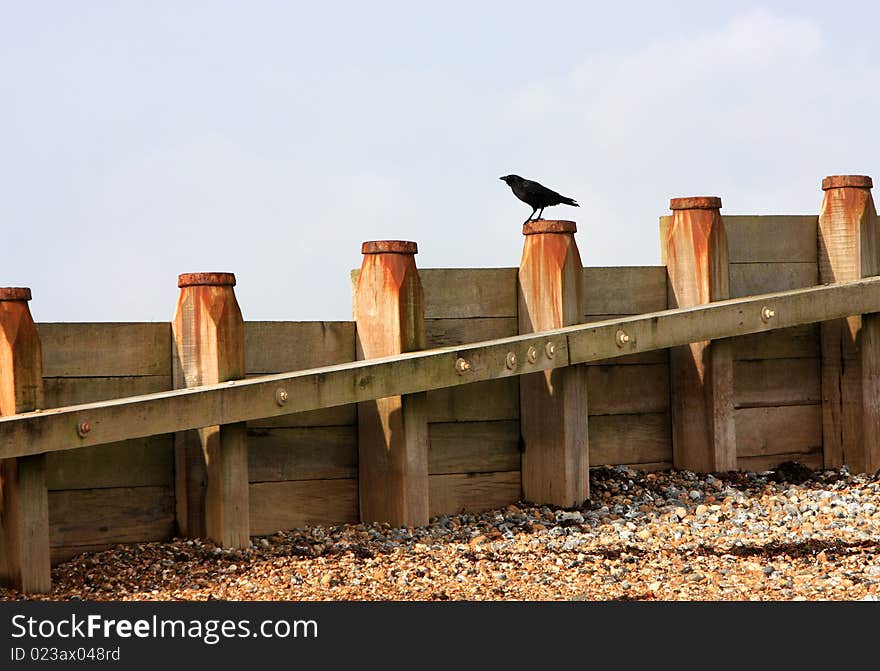 Crow On Breakwater