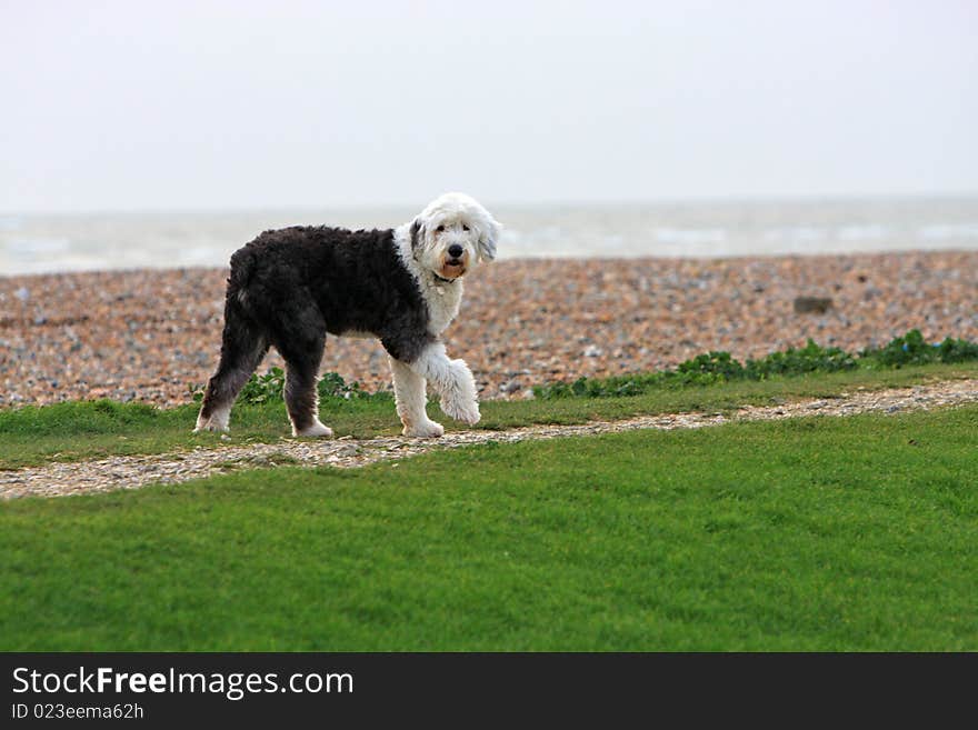 Beach Walk Dog