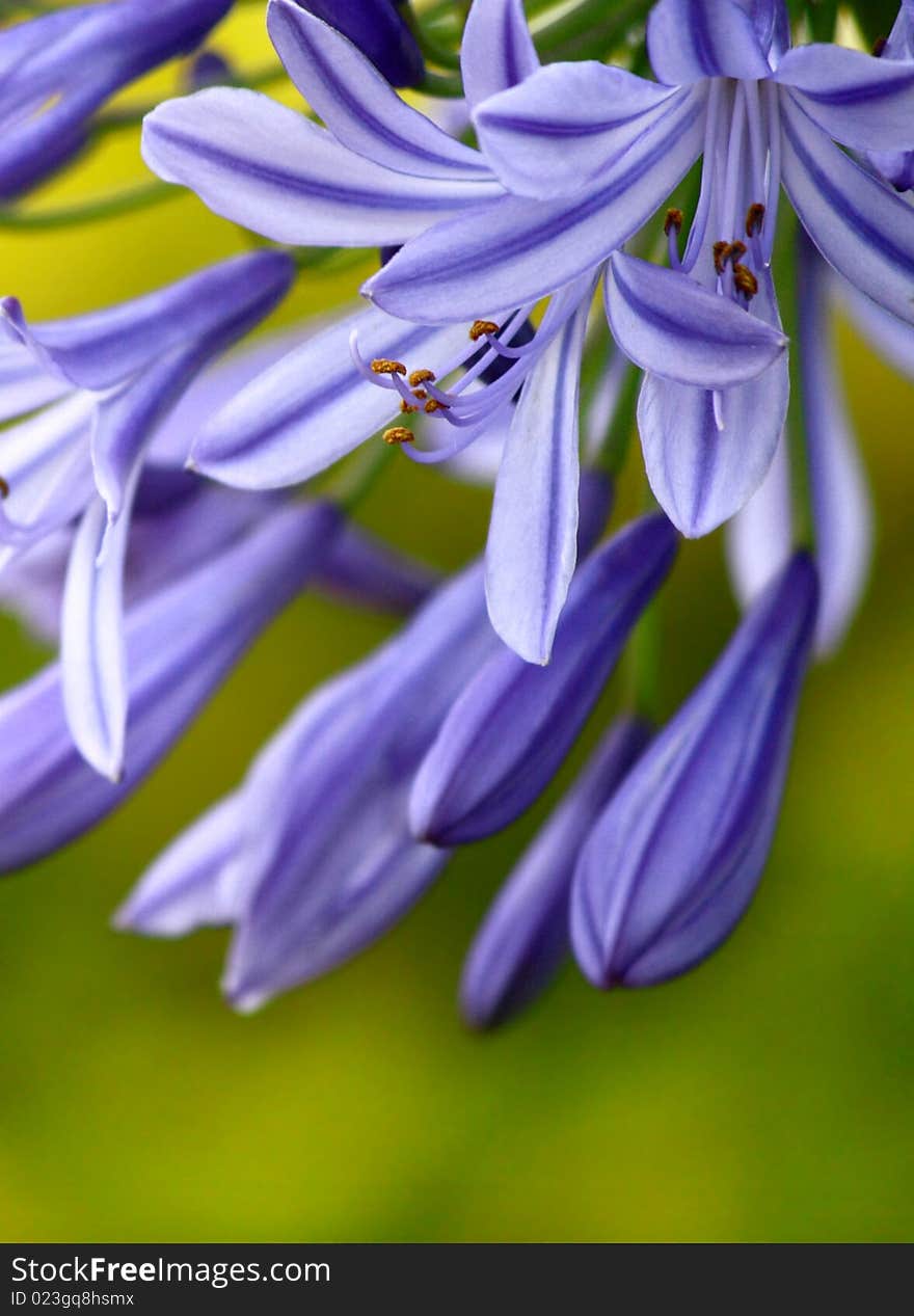 Flowers in purple color with green yellow background