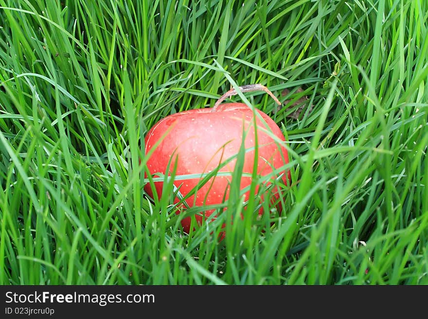 Red apple lying in the grass