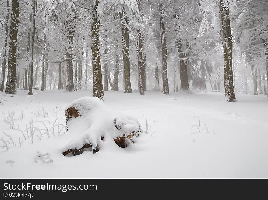 Forest and underwood covered by the snow