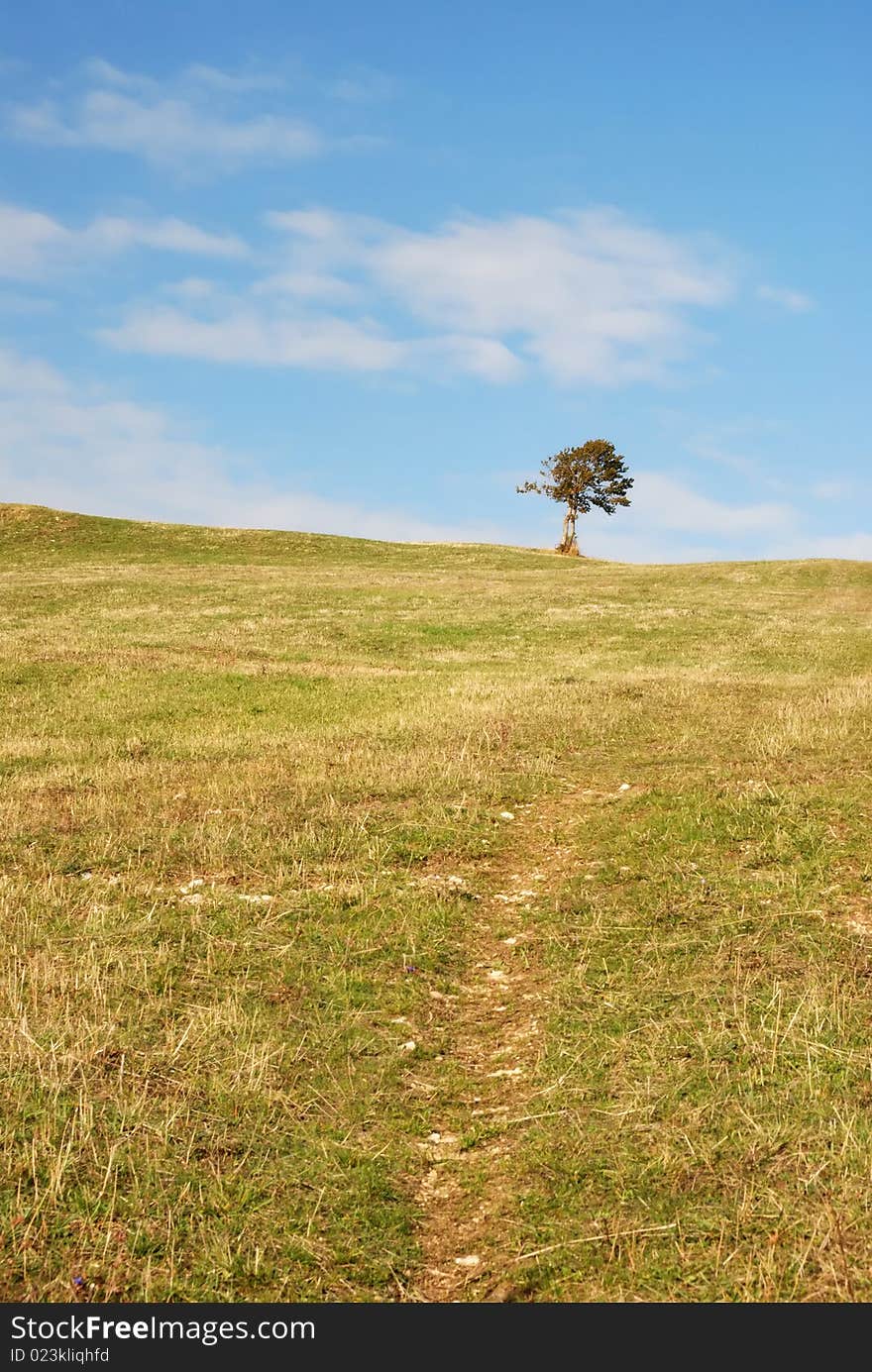 Lonely tree