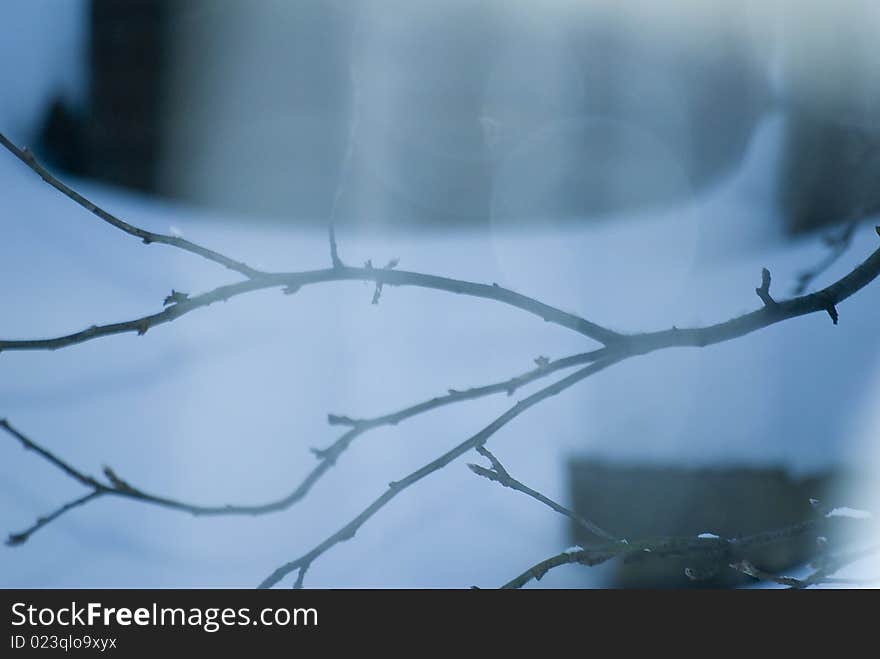 Winter wood cold branch on blue background. Winter wood cold branch on blue background