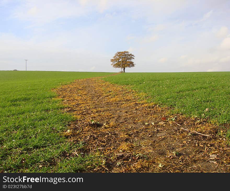 Oak tree on the horizon