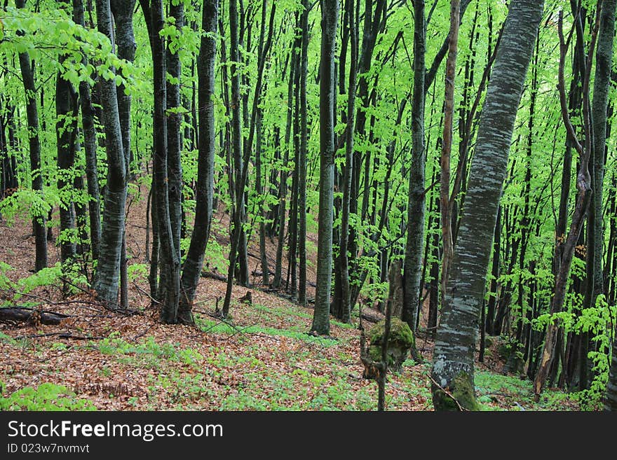 Walking through a green forest during the spring