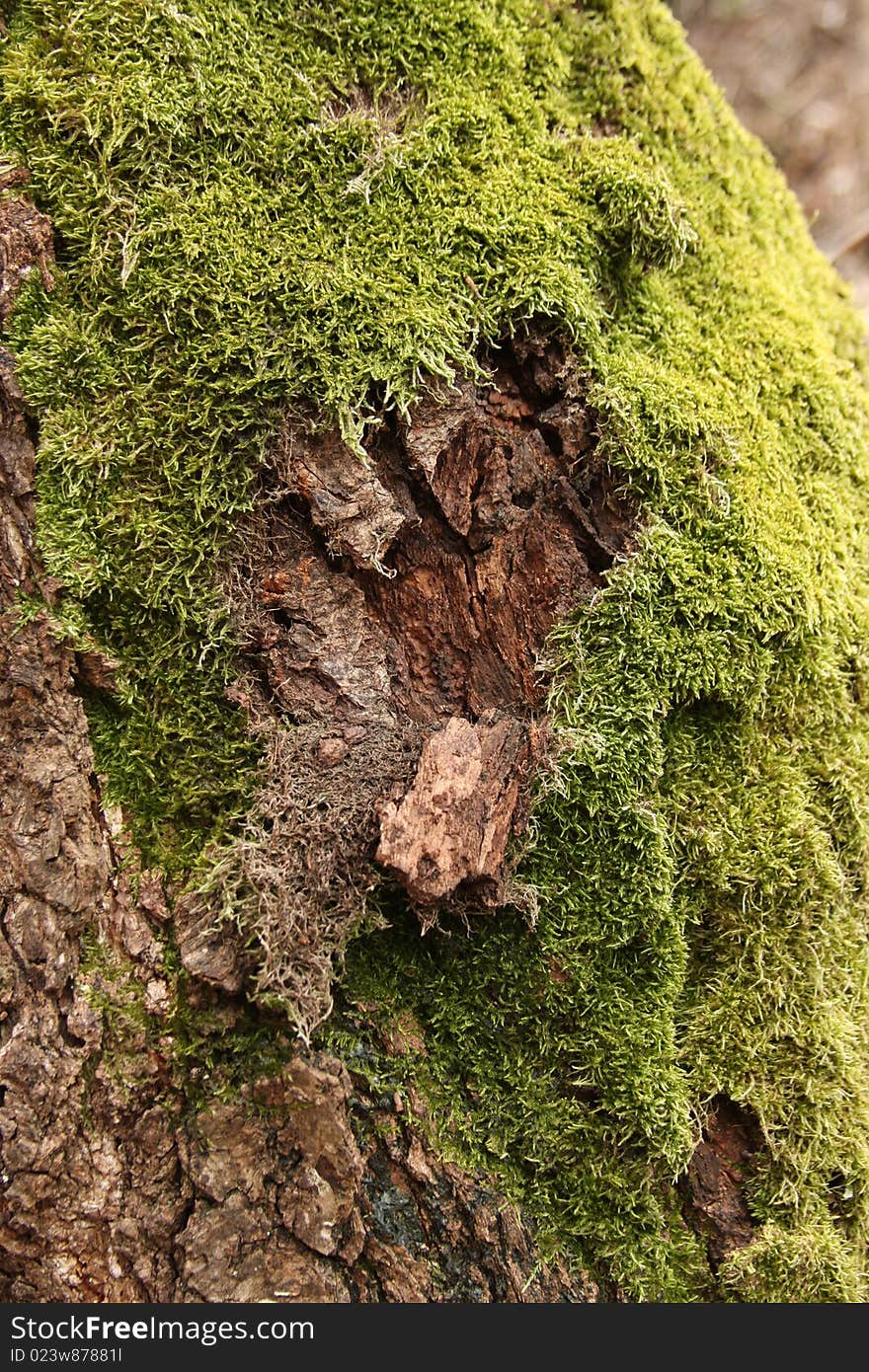 Green moss resting on wood