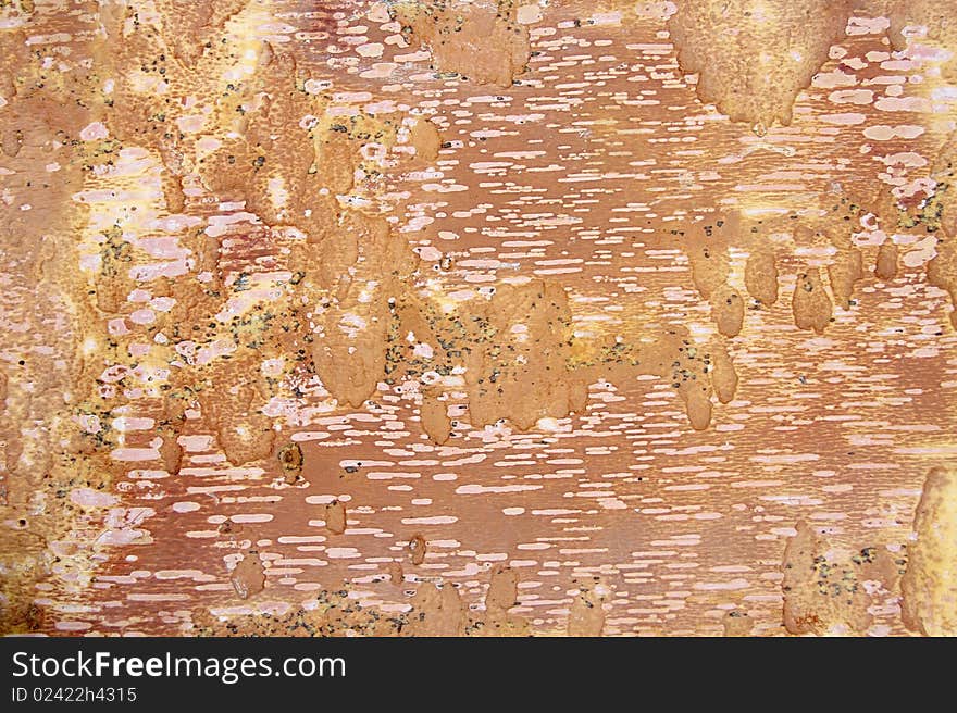 Underside of a bark of a birch