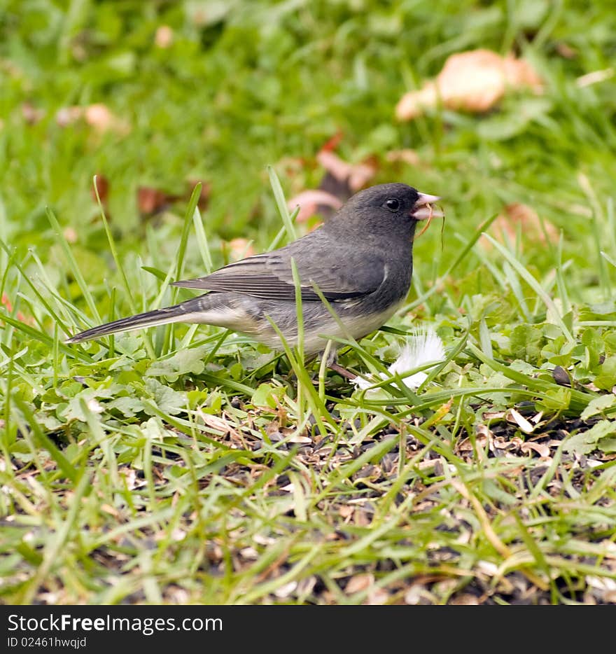 Junco bird on grass