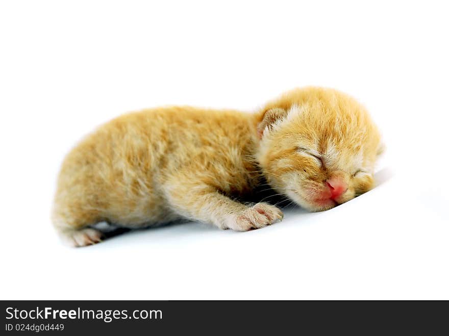 Sleeping kitten on white background. Sleeping kitten on white background