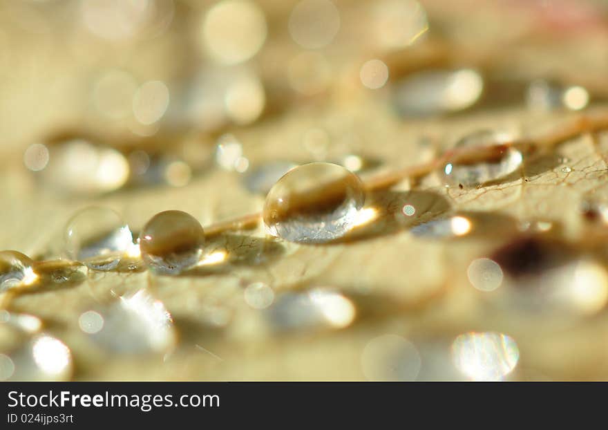 Close up of dew drops on a  leaf