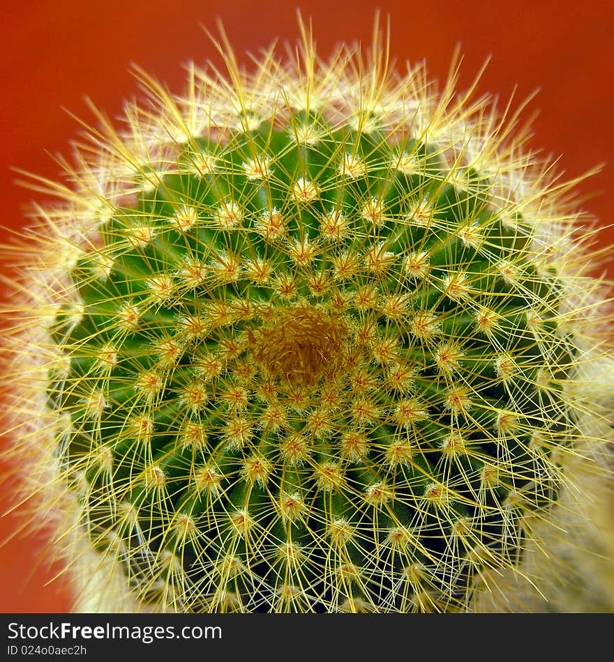 Love Can Hurt - Cactus, Heart Pattern