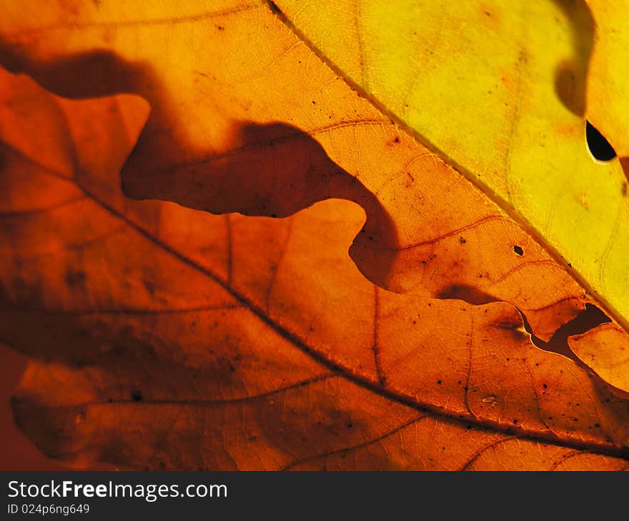 Autumn Palette With Sun Through Oak Leaves