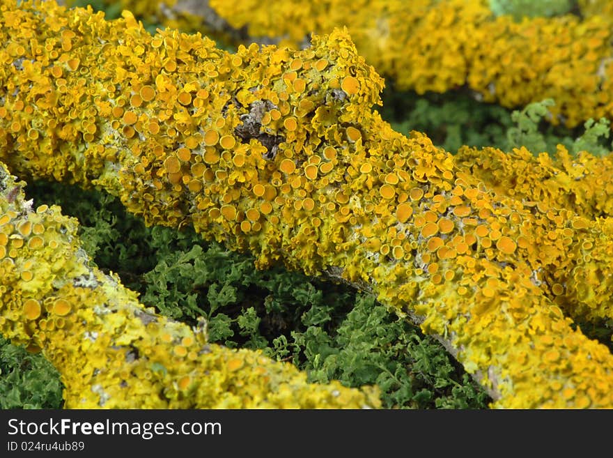 Yellow lichen on a branch