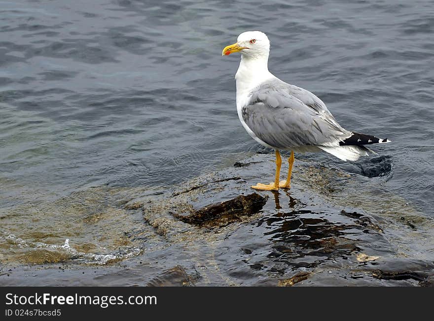 Seagull standing on sea rocks in Porec, Croatia