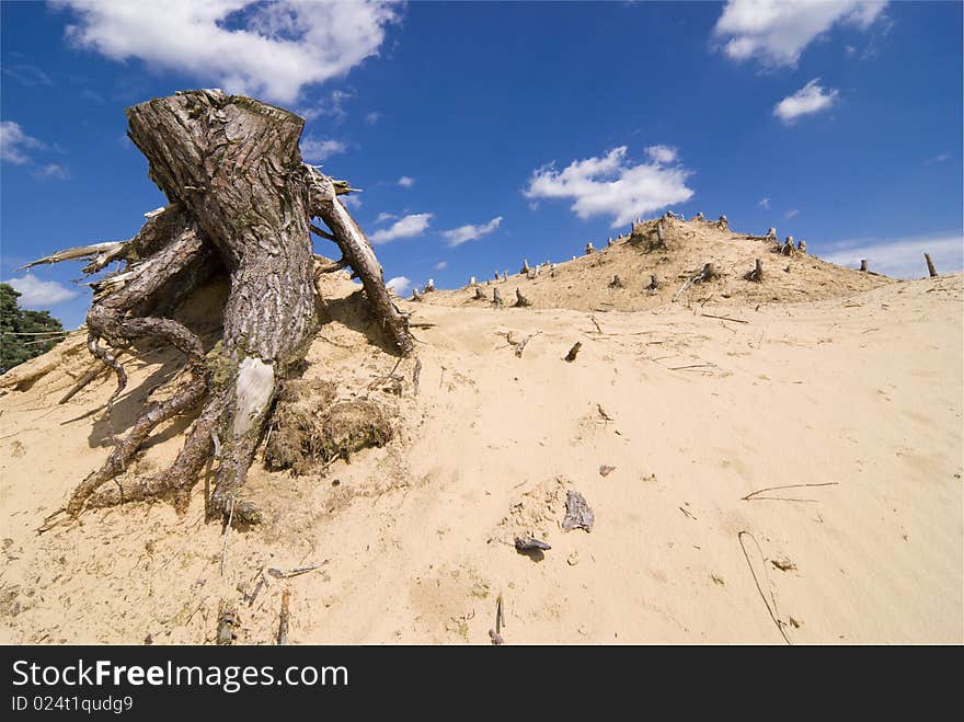 A beautifull part of the eastpart of the Netherlands. A sand flat with a stump looking like a old lady