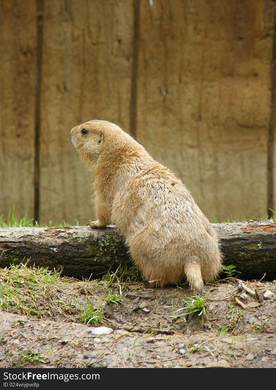 Cute woodland creature surveying his surroundings. Cute woodland creature surveying his surroundings.