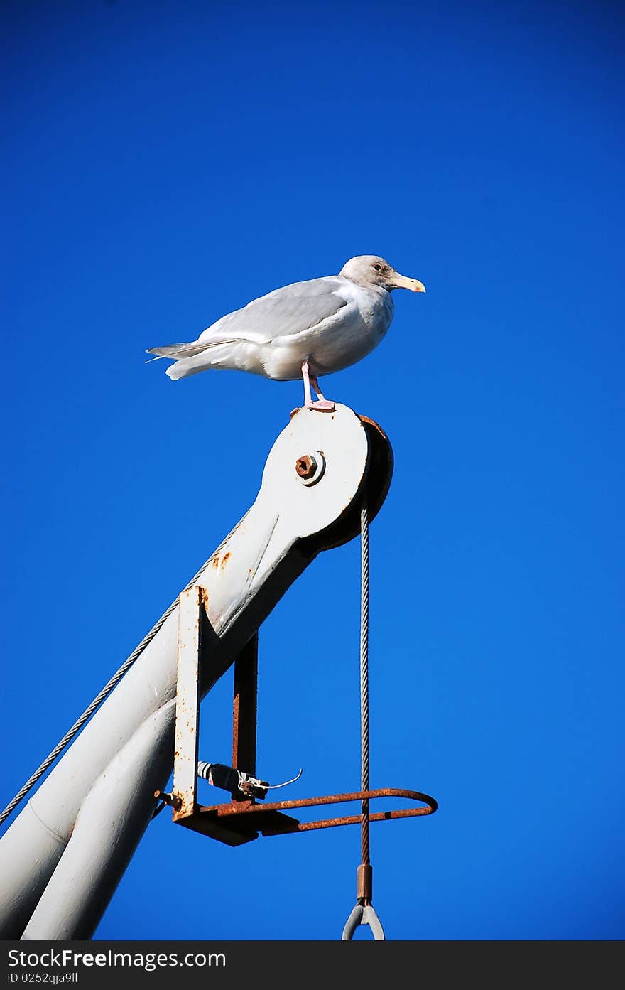 Seagull against blue sky