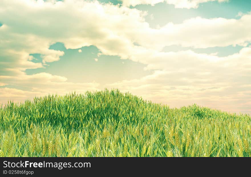 Beautiful wheat field