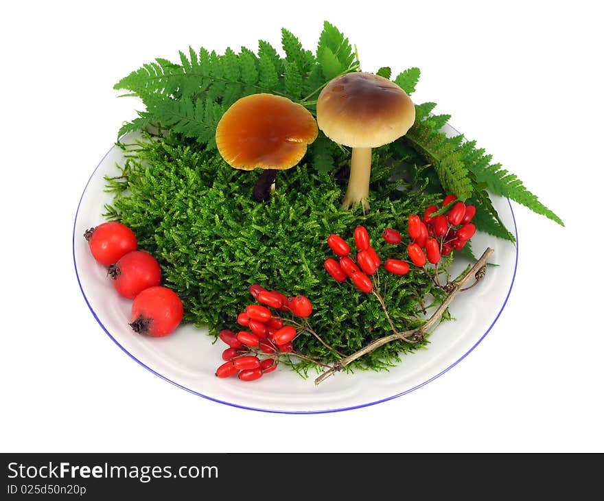 Mushrooms, moss, berries